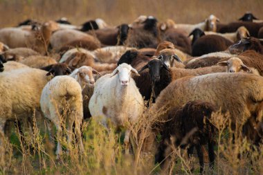 Büyük çoklu renkli koyun sürüsü dağlık alanda otluyor.