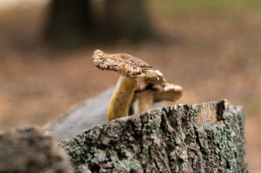 Ormandaki büyük ağacın kenarında çiğ mantar yetişiyor.