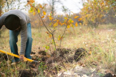 Ormandaki adam elinde kürekle genç bir ağaç filizini kazıyor.