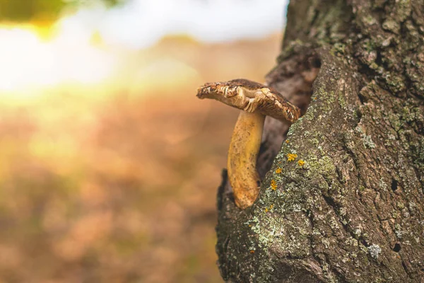 Syrové Houby Rostou Boku Velkého Stromu Lese — Stock fotografie