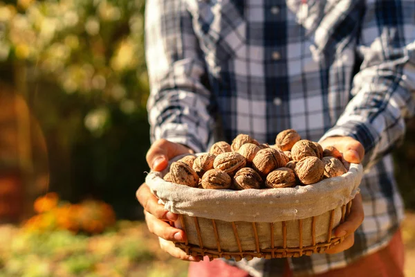 Farmer Hands Holding Basket Raw Nuts Tree — Stock Photo, Image