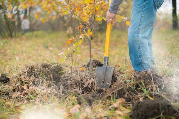 Homme Dans Forêt Creuser Jeune Arbre Germer Avec Une Pelle — Photo