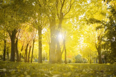 Sonbahar mevsiminde tepeden tırnağa ağaçların altında yapraklar dökülüyor.