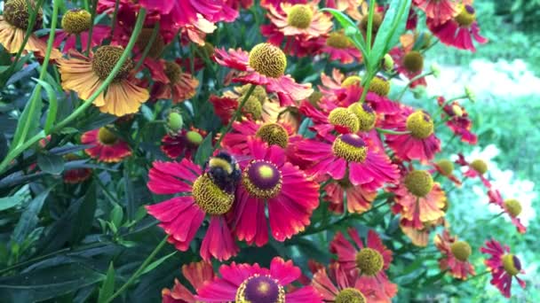 Makro skott av en humla insekt flyga och pollinera en blomma och samla nektar — Stockvideo