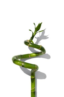 Soyut bambu dalını beyaz masanın üzerine yuvarlayıp döndürdüm.