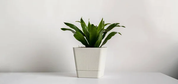 minimal style of a flower plant pot at home on the shelf against the color wall