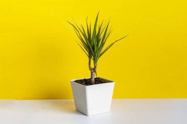 minimal style of a flower plant pot at home on the shelf against the color wall