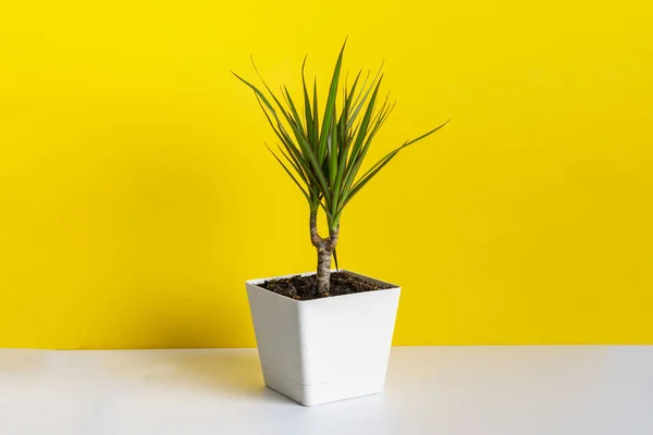 Minimal style of a flower plant pot at home on the shelf against the color wall — 图库照片