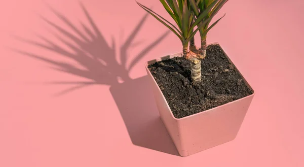 Minimalisme trendi foto konseptual tanaman rumah hijau di atas meja dengan bayangan keras — Stok Foto