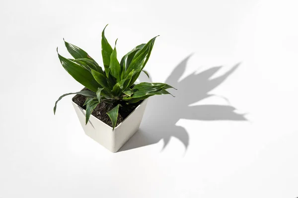 Minimalisme trendi foto konseptual tanaman rumah hijau di atas meja dengan bayangan keras — Stok Foto