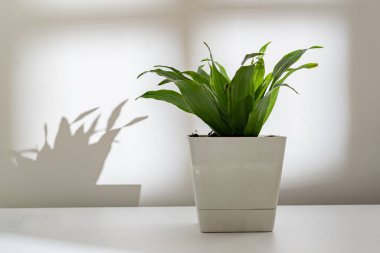 abstract flower pot against the wall with a harsh shadow
