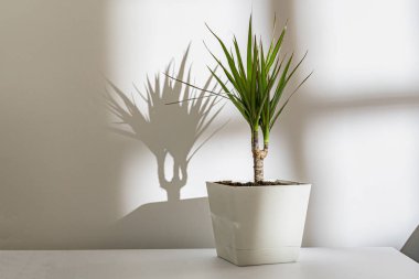 abstract flower pot against the wall with a harsh shadow