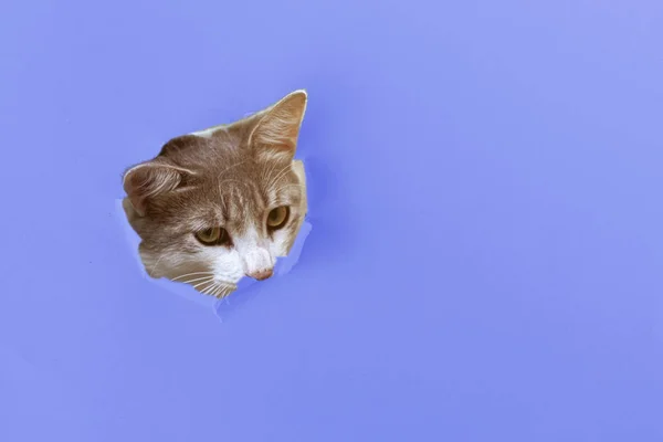 Любопытный Кот Котенок Голова Пройти Через Цветную Рваную Бумагу Отверстием — стоковое фото