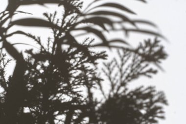 Duvardaki bitkilerin tek renkli gölgeleri, odak bulanıklığı, soyut trend