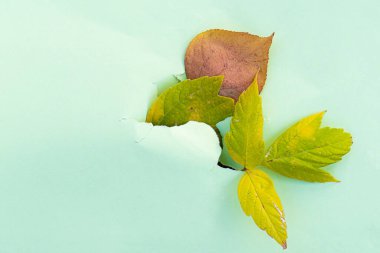 Sonbahar yaprakları konsepti. Sarı ve kırmızılar yırtık kağıtları delip geçer.