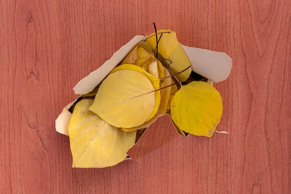 Autumn Leaves Concept Yellow Red Ones Torn Paper — Stock Photo, Image