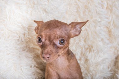 beyaz zemin üzerine Rus oyuncak korkunç