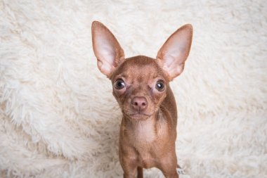 beyaz zemin üzerine Rus oyuncak korkunç