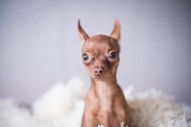 Beyaz ekose, evde oyuncak korkunç