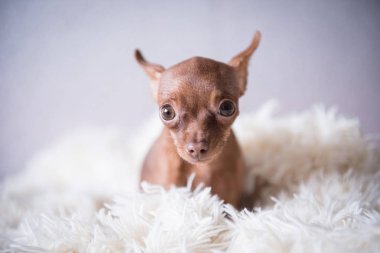 Beyaz ekose, evde oyuncak korkunç