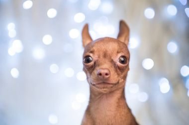 Noel köpek yatakta kırmızı eşarp ile