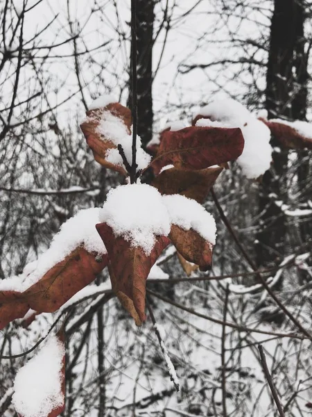 Frozen autumn leaves on the beech branch. — Stock Photo, Image