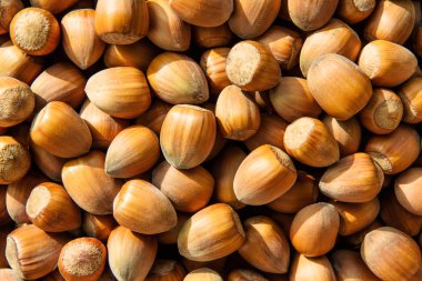 Fındık doğal doku