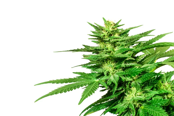 Marijuana bud isolated on white background — Stock Photo, Image