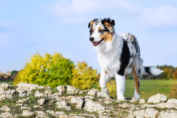 Australian shepherd på kullen — Stockfoto