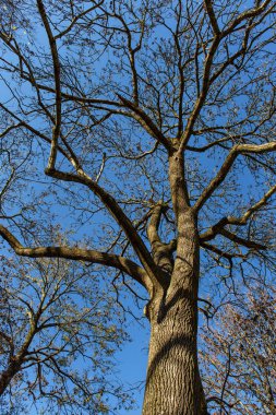 Mavi gökyüzü ile sonbahar ağacı