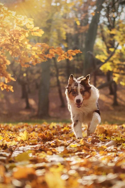 Cãozinho pastor australiano na floresta de outono — Fotografia de Stock