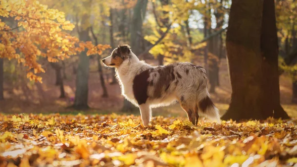 Cãozinho pastor australiano na floresta de outono — Fotografia de Stock