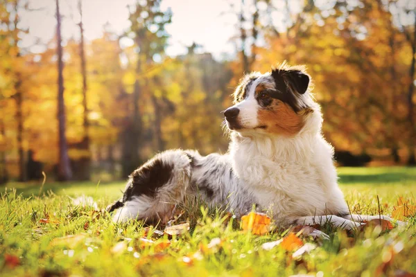 Cãozinho pastor australiano na floresta de outono — Fotografia de Stock