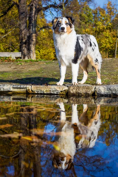 Australian Shepherd pup op de oever van het meer — Stockfoto