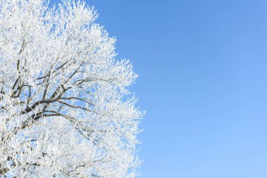 Berrak bir gökyüzüne karşı buzlu ağaç