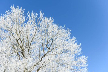 Berrak bir gökyüzüne karşı buzlu ağaç