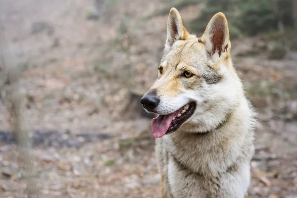 Portrait of young wolf — Stock Photo, Image