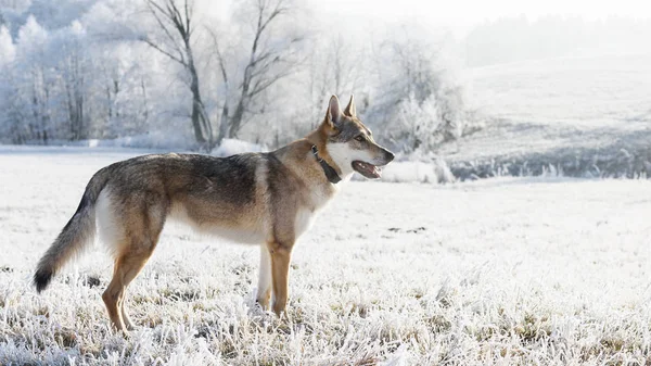 Λύκος το χειμώνα — Φωτογραφία Αρχείου