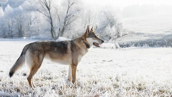 Loup en hiver — Photo