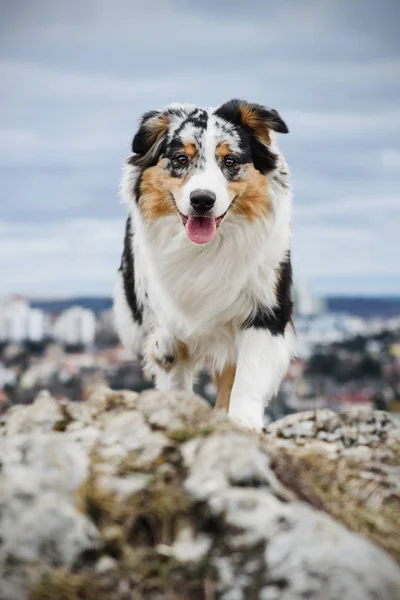 Pastor australiano perro — Foto de Stock