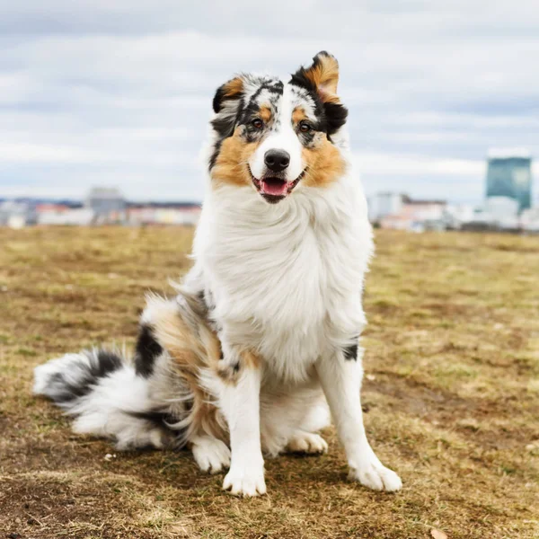 Pastor australiano perro — Foto de Stock