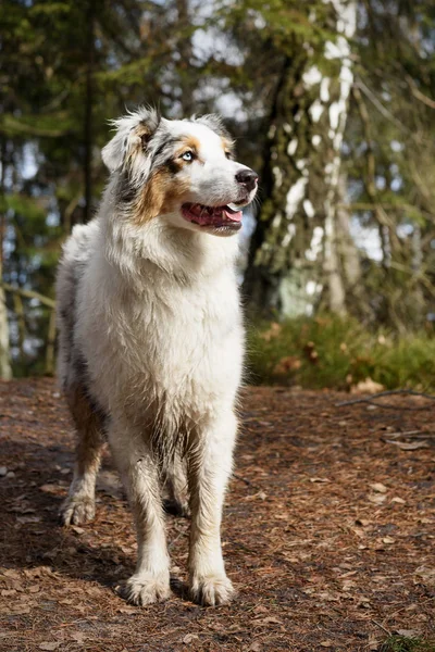 Australiska Shepherd hund — Stockfoto