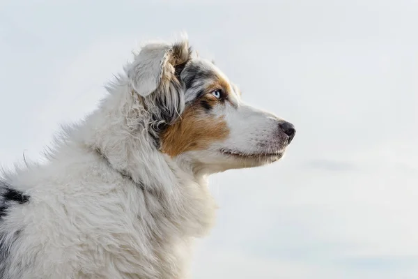 Australiska Shepherd hund — Stockfoto