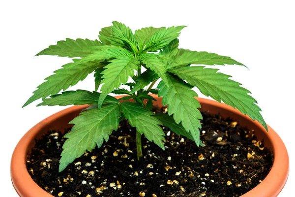 Planta de maconha em vaso de flores isolado no fundo branco — Fotografia de Stock