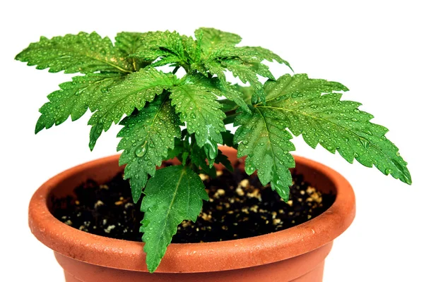 Rośliny marihuany w doniczce na białym tle — Zdjęcie stockowe