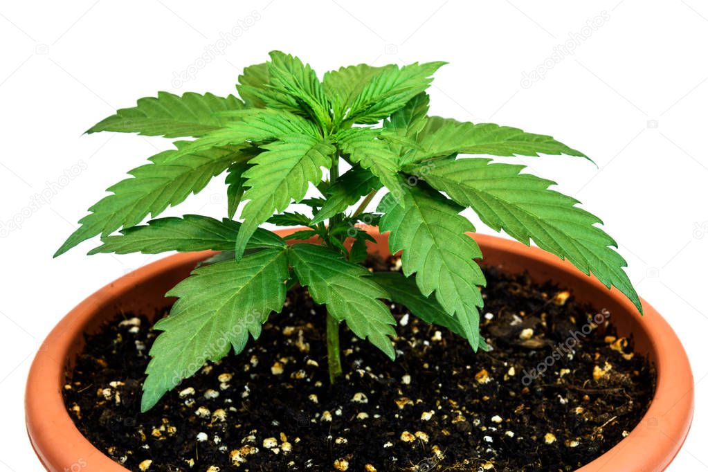 Marijuana plant in flower pot isolated on white background