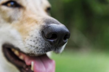 köpek burun yakın çekim