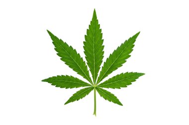 Beyaz arkaplanda marihuana yaprağı