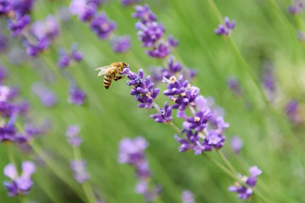 Ape su fiore di levandro — Foto Stock