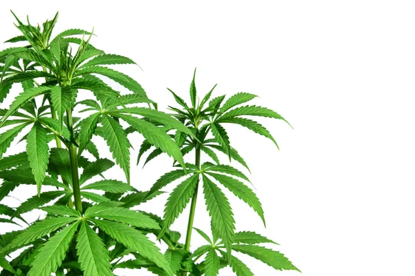 Marihuana-Pflanze auf weißem Hintergrund — Stockfoto